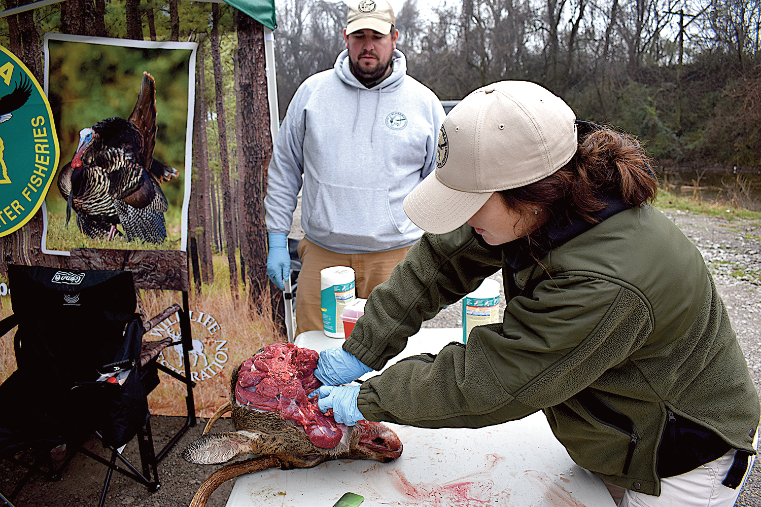 Olivia Sciandra retrieves lymph nodes during one of the mandatory weekends in the CWD Management Zone in northwest Alabama.