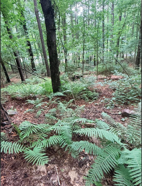 West Rock Mountain Nature Preserve